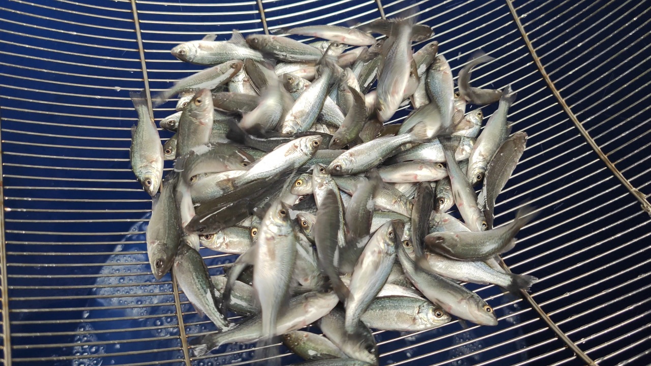 第三代技术青山智慧渔业产业园基地实景图 7