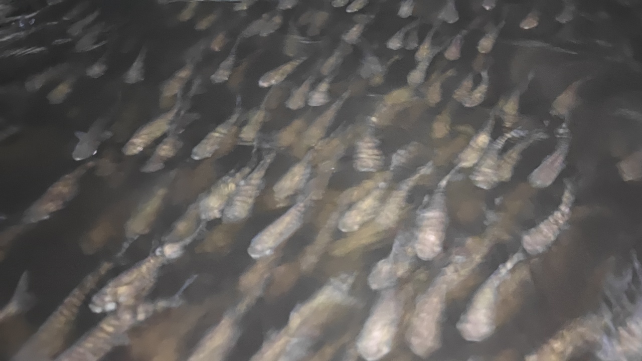 第三代技术青山智慧渔业产业园基地实景图 9