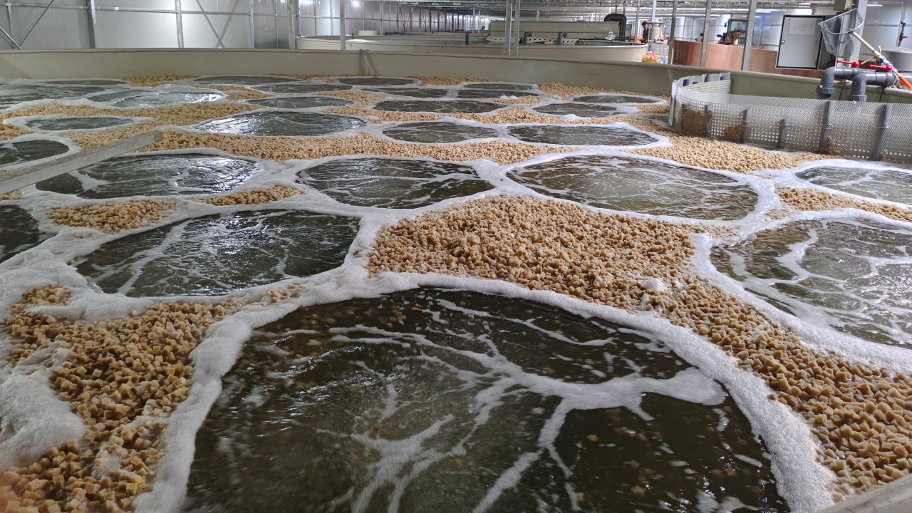 第三代技术青山智慧渔业产业园基地实景图 17