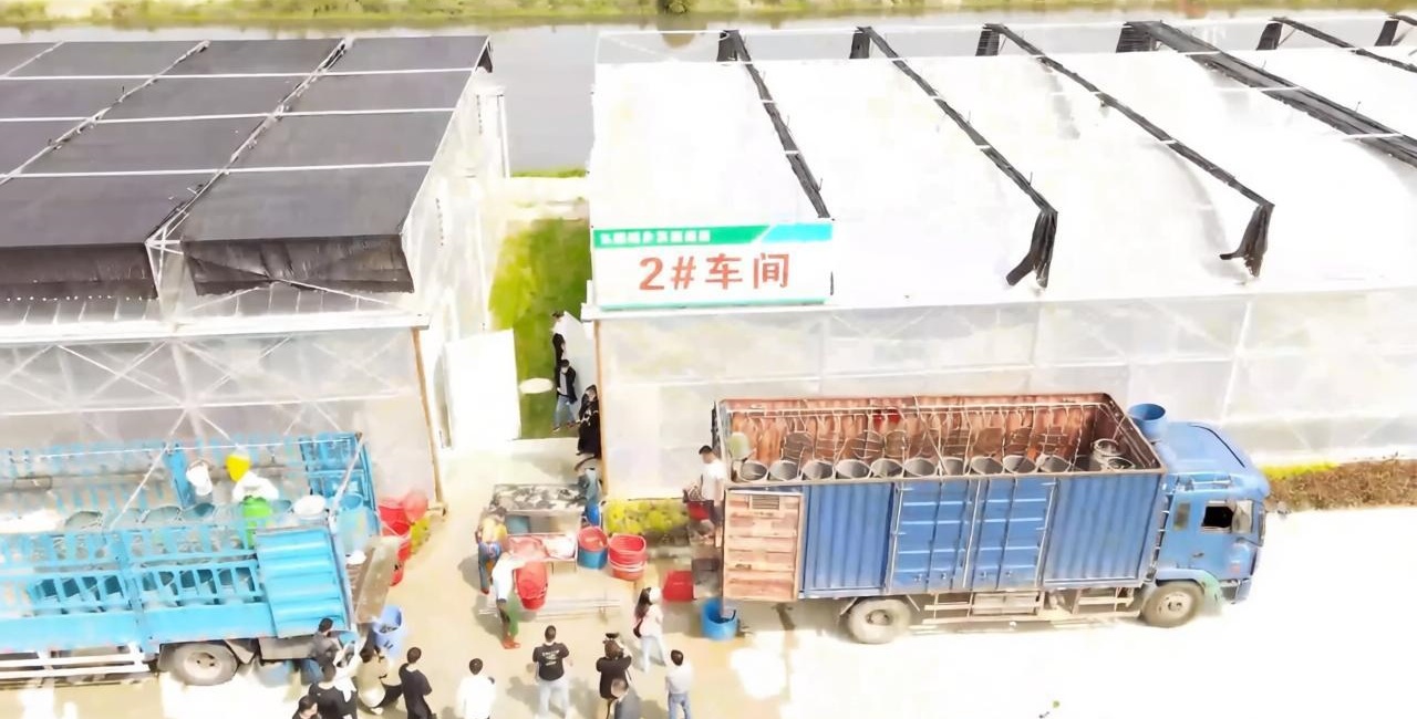 第三代技术青山大棚基地实景图 5