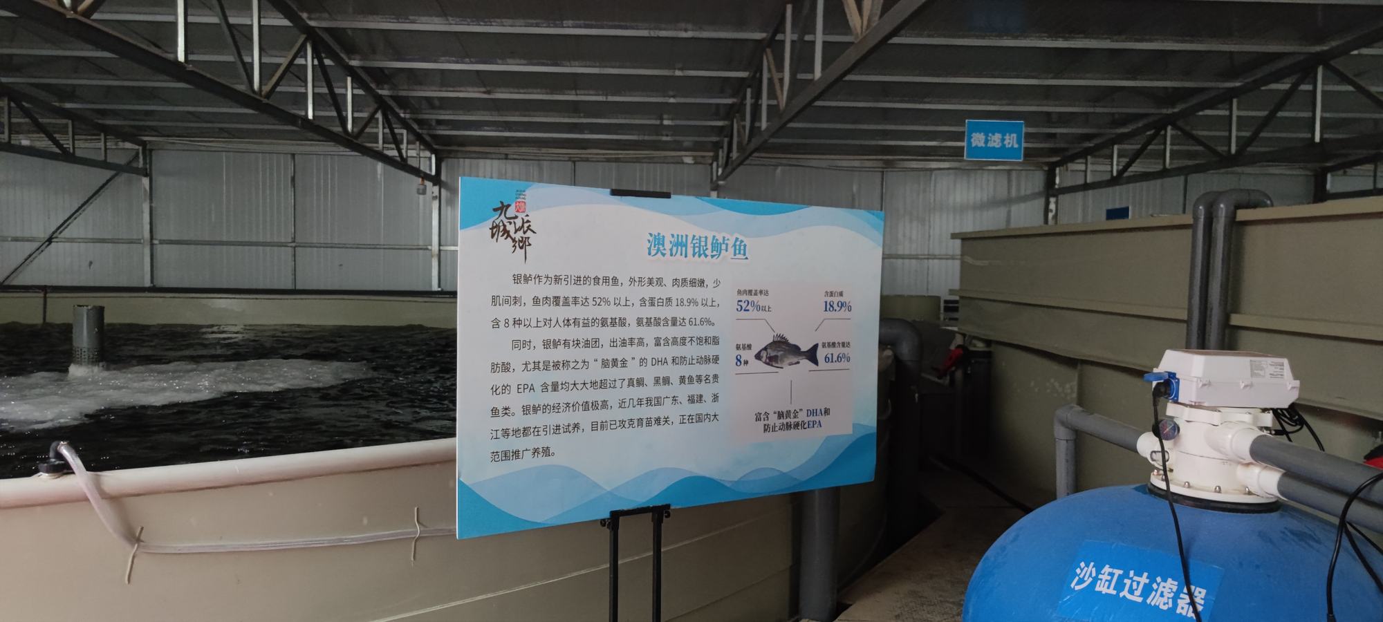 共青城工厂化循环水养殖基地澳洲银鲈实拍