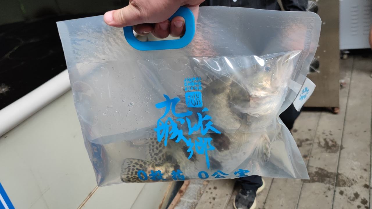 共青城RAS养殖基地鳜鱼实拍