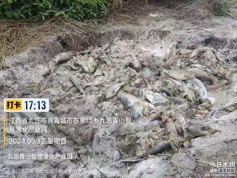 产业园无公害处理实拍